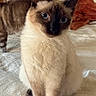 cat, siamese_cat, blue_eyes, pet, feline, sitting, bed, bedroom, indoors, portrait, fur, cream_fur, dark_face, pointed_ears, whiskers, paws, upright_posture, home, cushion, photography