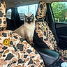 Lola is registered to the contest to win money with this photo: cat, siamese_cat, blue_eyes, pet, animal, sitting, car, vehicle, passenger_seat, camouflage, seat_covers, interior, portrait, outdoor, window, daylight, fur, whiskers, alert, cute