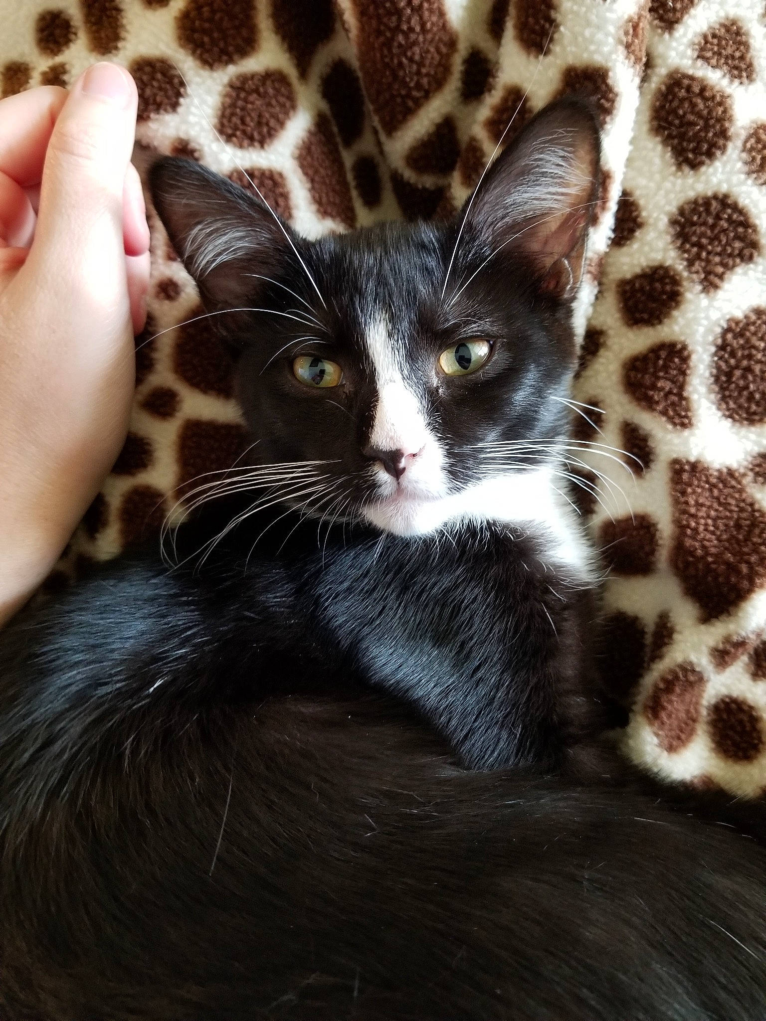 Luna is registered to the contest to win money with this photo: american_shorthair, asian, black_and_white, carnivore, cat, domestic_short_haired_cat, ear, egyptian_mau, european_shorthair, felidae, fur, kitten, mammal, small_to_medium_sized_cats, snout, whiskers