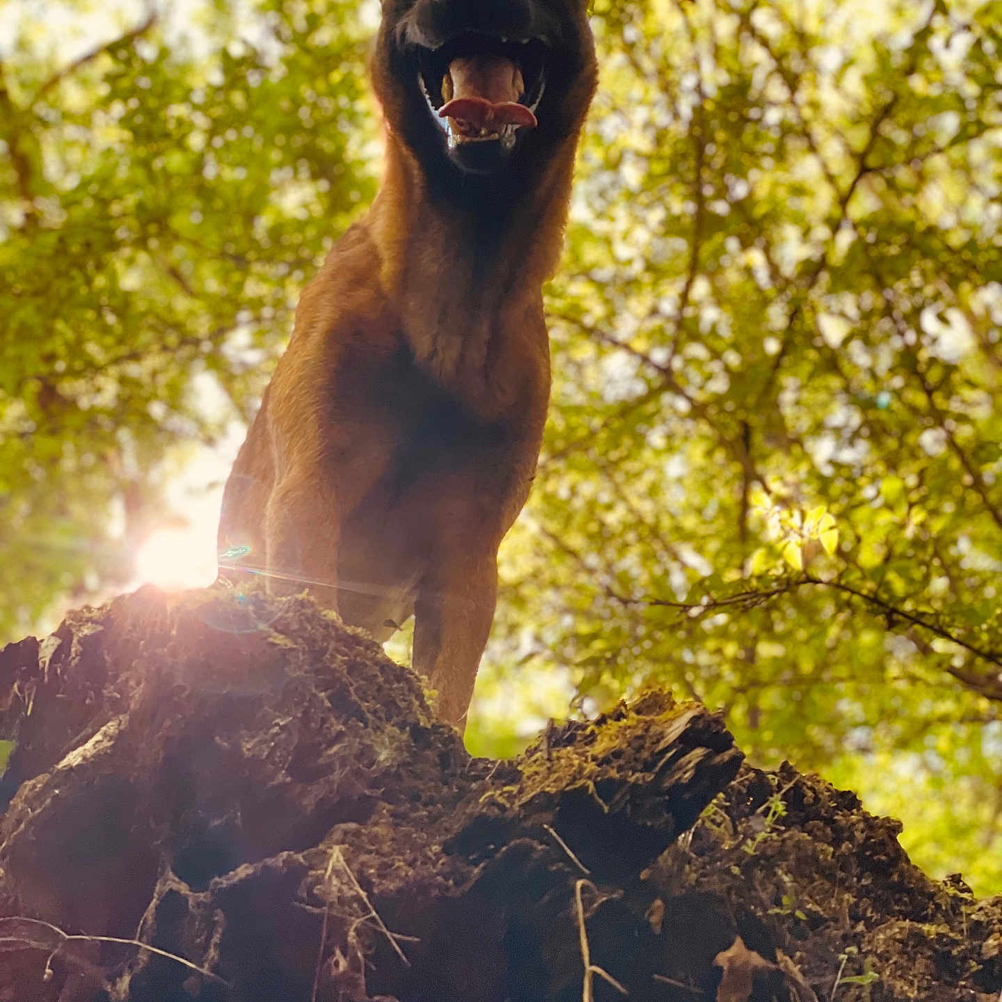 Cooper a rejoint le concours — aidez-le/la à gagner de superbes lots ! animal, canine, dog, flare, germanshepherd, jungle, land, light, nature, outdoors, pet, plant, puppy, rock, sky, sun, sunlight, tree, vegetation, woodland