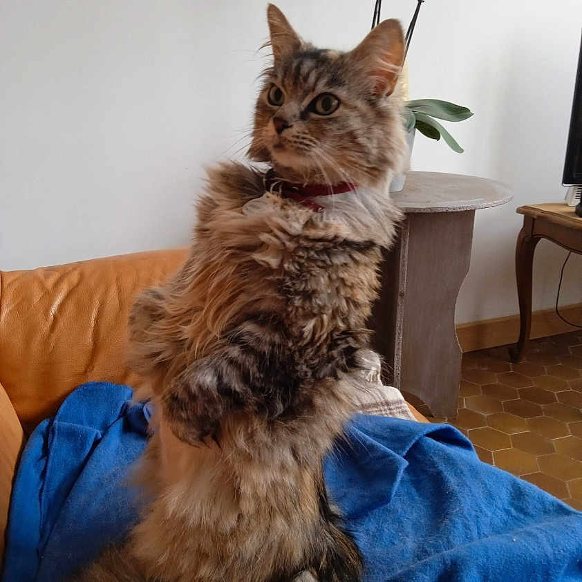 Nicee a rejoint le concours — aidez-le/la à gagner de superbes lots ! cat, feline, fluffy, brown_tabby, blue_blanket, couch, indoor, plant, table, pet, alert, fur, collar, domestic_animal, portrait, sitting, looking_away, furniture, home, animal