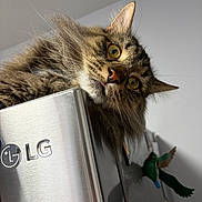 Ryker is registered to the contest to win money with this photo: cat, tabby_cat, fluffy_fur, yellow_eyes, tongue_out, refrigerator, lg_logo, kitchen, magnet, hummingbird_magnet, curious, pet, indoor, closeup, fur, whiskers, face, animal, domestic_cat, home