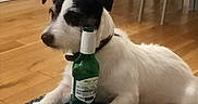 Jack a rejoint le concours — aidez-le/la à gagner de superbes lots ! beer_bottle, beverage, black_and_white, casual, chair, collar, companion, cushion, dog, domestic_animal, flooring, furniture, home, indoor, pet, relaxed, resting, small_dog, table, wooden_floor
