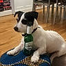 Jack a rejoint le concours — aidez-le/la à gagner de superbes lots ! dog, indoor, beer_bottle, wooden_floor, cushion, furniture, table, chair, relaxed, pet, black_and_white, small_dog, domestic_animal, collar, flooring, home, resting, beverage, casual, companion