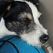 Jack a rejoint le concours — aidez-le/la à gagner de superbes lots ! animal, animal_face, basketball, black_and_white, brown_eye, calm, close_up, dog, fur, indoor, nostrils, pet, portrait, resting, side_view, sleepy, snout, sports_equipment, texture, whiskers