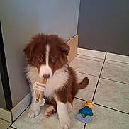 Alcor participe au concours pour gagner de l'argent avec cette photo : animal, brown, chewing, corner, cute, dog, domestic, floor, fluffy, fun, indoor, pet, playing, puppy, rope_toy, small, tile, toy, white, young