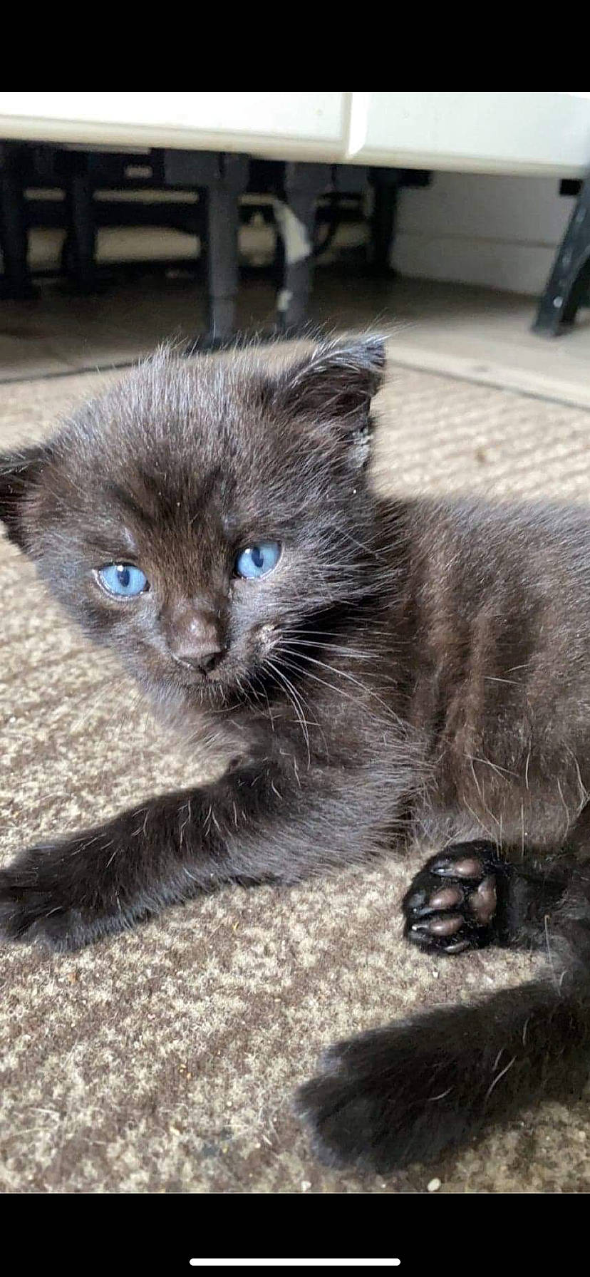 Oreo a rejoint le concours — aidez-le/la à gagner de superbes lots ! black_cat, carnivore, cat, claw, comfort, domestic_short_haired_cat, electric_blue, fawn, felidae, fur, grey, mammal, paw, russian_blue, sitting, small_to_medium_sized_cats, tail, terrestrial_animal, whiskers, window