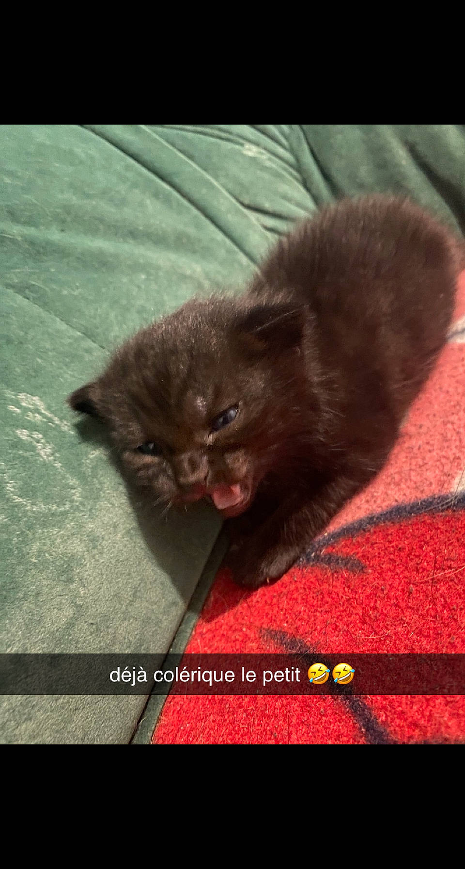 Oreo a rejoint le concours — aidez-le/la à gagner de superbes lots ! black_cat, bombay, canidae, carmine, carnivore, cat, claw, comfort, domestic_short_haired_cat, felidae, foot, fur, liver, paw, photo_caption, small_to_medium_sized_cats, snout, tail, terrestrial_animal, whiskers