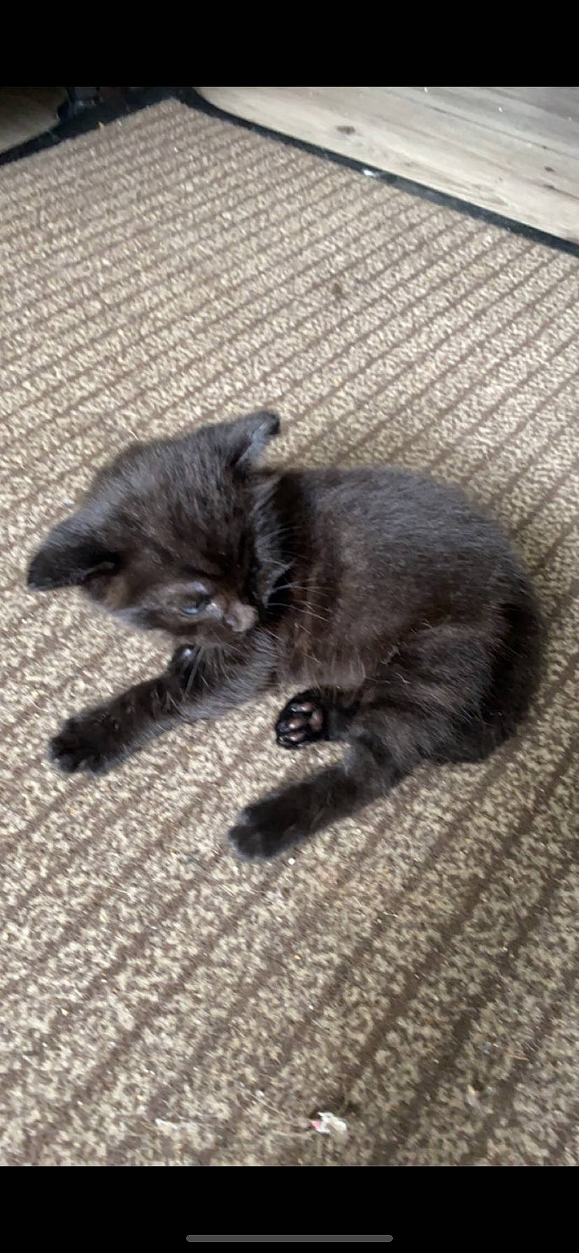 Oreo a rejoint le concours — aidez-le/la à gagner de superbes lots ! black_cat, british_longhair, carnivore, cat, claw, comfort, dog_breed, domestic_short_haired_cat, felidae, flooring, fur, grey, human_leg, paw, road_surface, small_to_medium_sized_cats, tail, terrestrial_animal, whiskers, wood