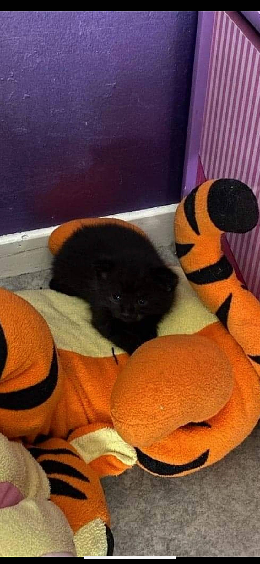 Oreo participe au concours pour gagner de l'argent avec cette photo : black_cat, carmine, carnivore, cat, cat_bed, cat_supply, comfort, fawn, felidae, fur, orange, pet_supply, plush, room, small_to_medium_sized_cats, stuffed_toy, tail, terrestrial_animal, toy, whiskers