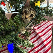 Winnifred joined the competition — help win amazing prizes! animal, cat, christmas_lights, christmas_tree, closeup, curious, decorations, feline, festive, greenery, holiday, indoor, kitten, natural_light, paws, pet, playful, striped_tablecloth, whiskers, window