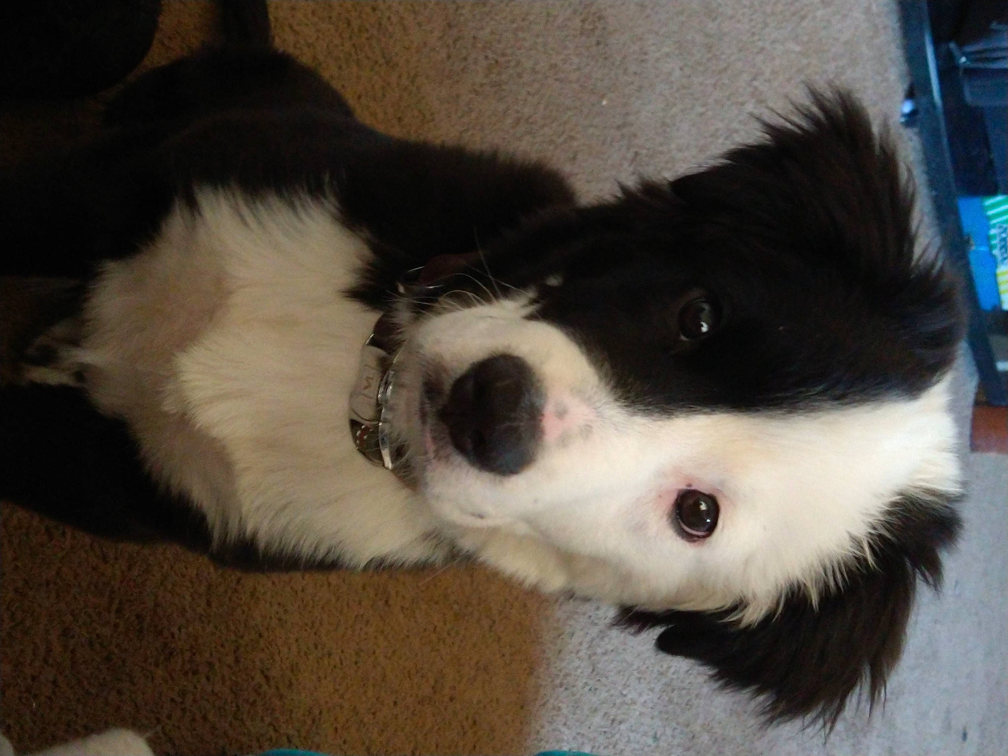 Milo is registered to the contest to win money with this photo: border_collie, canidae, carnivore, collar, companion_dog, dog, dog_breed, dog_collar, foot, fur, herding_dog, paw, puppy, snout, terrestrial_animal, whiskers, working_animal, working_dog