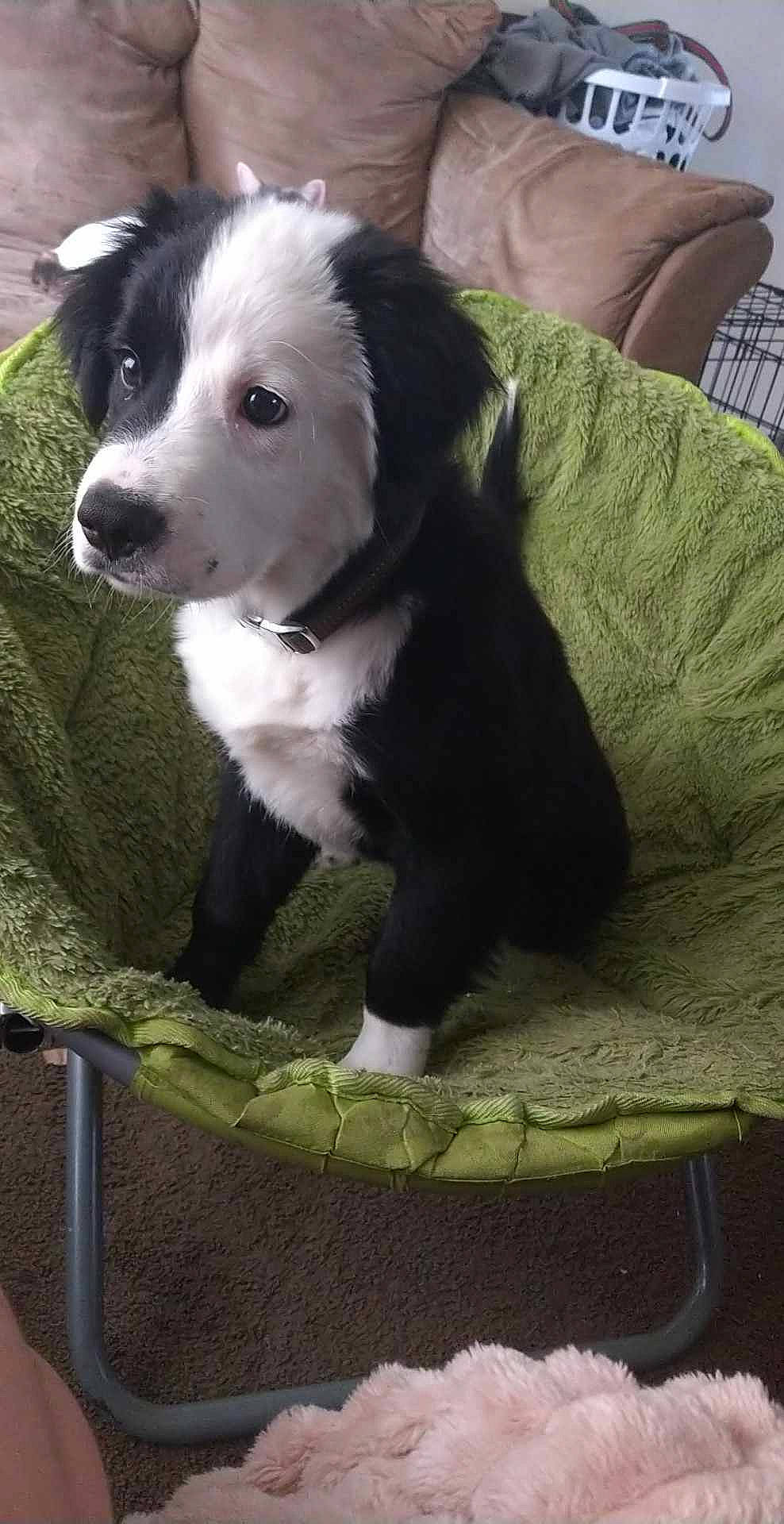 Milo joined the competition — help win amazing prizes! borador, border_collie, carnivore, comfort, companion_dog, dog, dog_breed, fur, grass, green, herding_dog, terrestrial_animal, whiskers, working_animal, working_dog