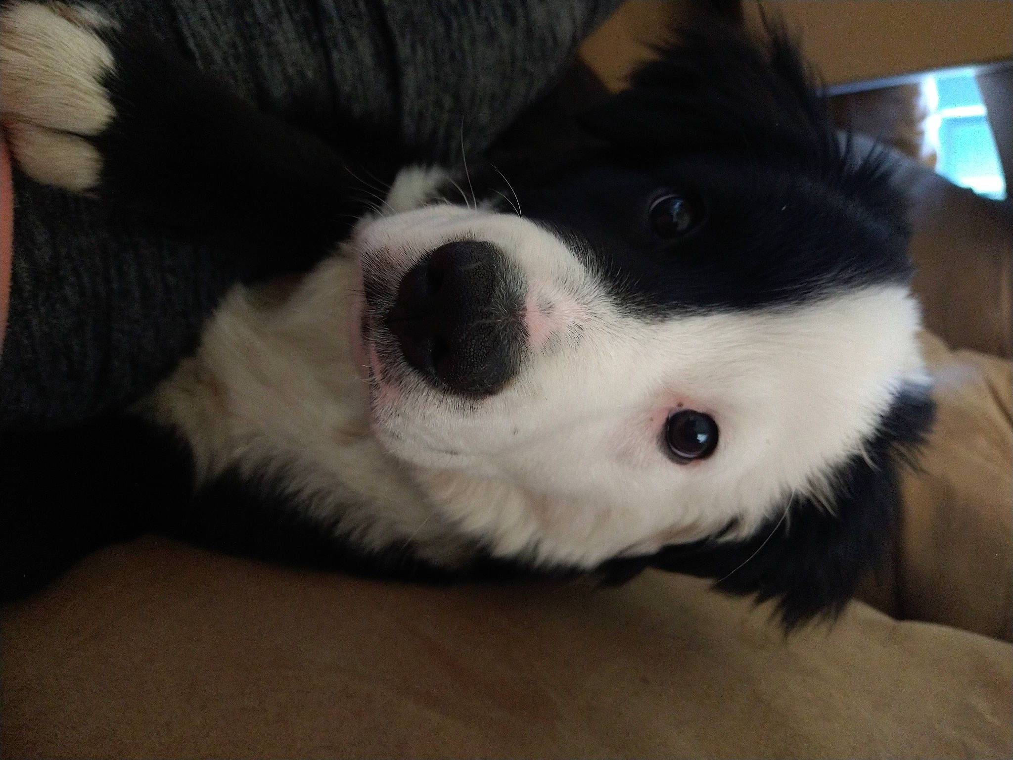 Milo joined the competition — help win amazing prizes! border_collie, canidae, carnivore, companion_dog, dog, dog_breed, ear, fur, herding_dog, non_sporting_group, puppy, sporting_group, whiskers, working_animal, working_dog