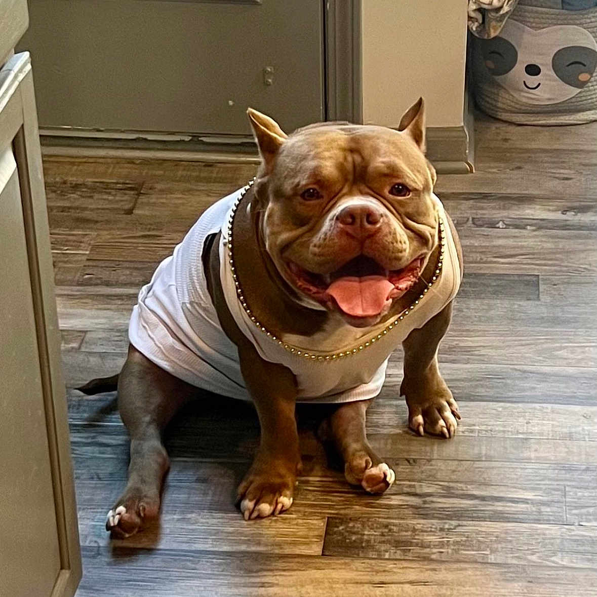 Mr. Beef is registered to the contest to win money with this photo: animal, basket, bulldog, canine, cute, decor, dog, door, flooring, fur, gold_chain, happy, indoor, pet, sitting, sloth_design, smiling, tongue_out, white_clothing, wooden_floor