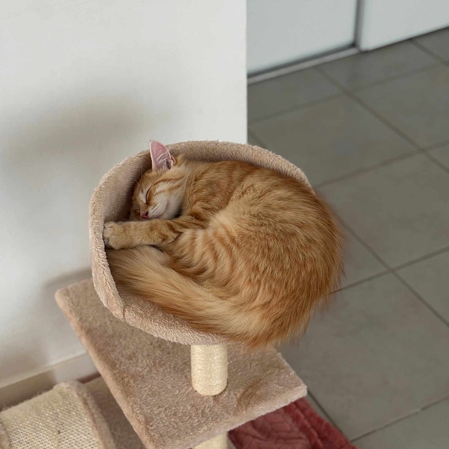 Moka participe au concours pour gagner de l'argent avec cette photo : animal, cat, cat_bed, cat_tree, cozy, curled_up, cute, feline, floor_tiles, fur, home, indoor, orange_tabby, peaceful, pet, relaxed, resting, sleeping, soft_light, whiskers