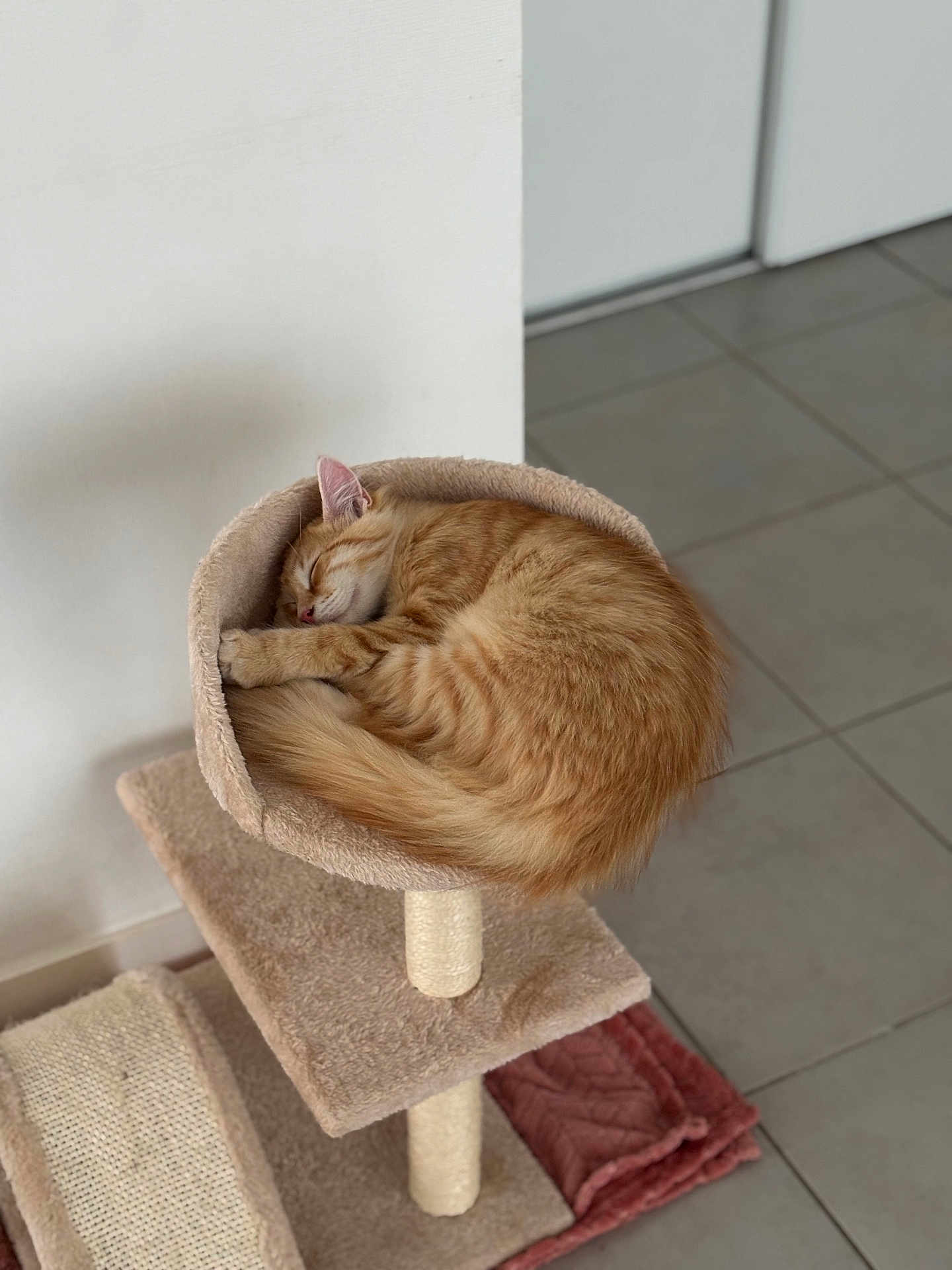 Moka participe au concours pour gagner de l'argent avec cette photo : cat, sleeping, orange_tabby, cat_tree, cozy, feline, pet, indoor, fur, resting, cute, curled_up, animal, peaceful, soft_light, home, floor_tiles, cat_bed, relaxed, whiskers