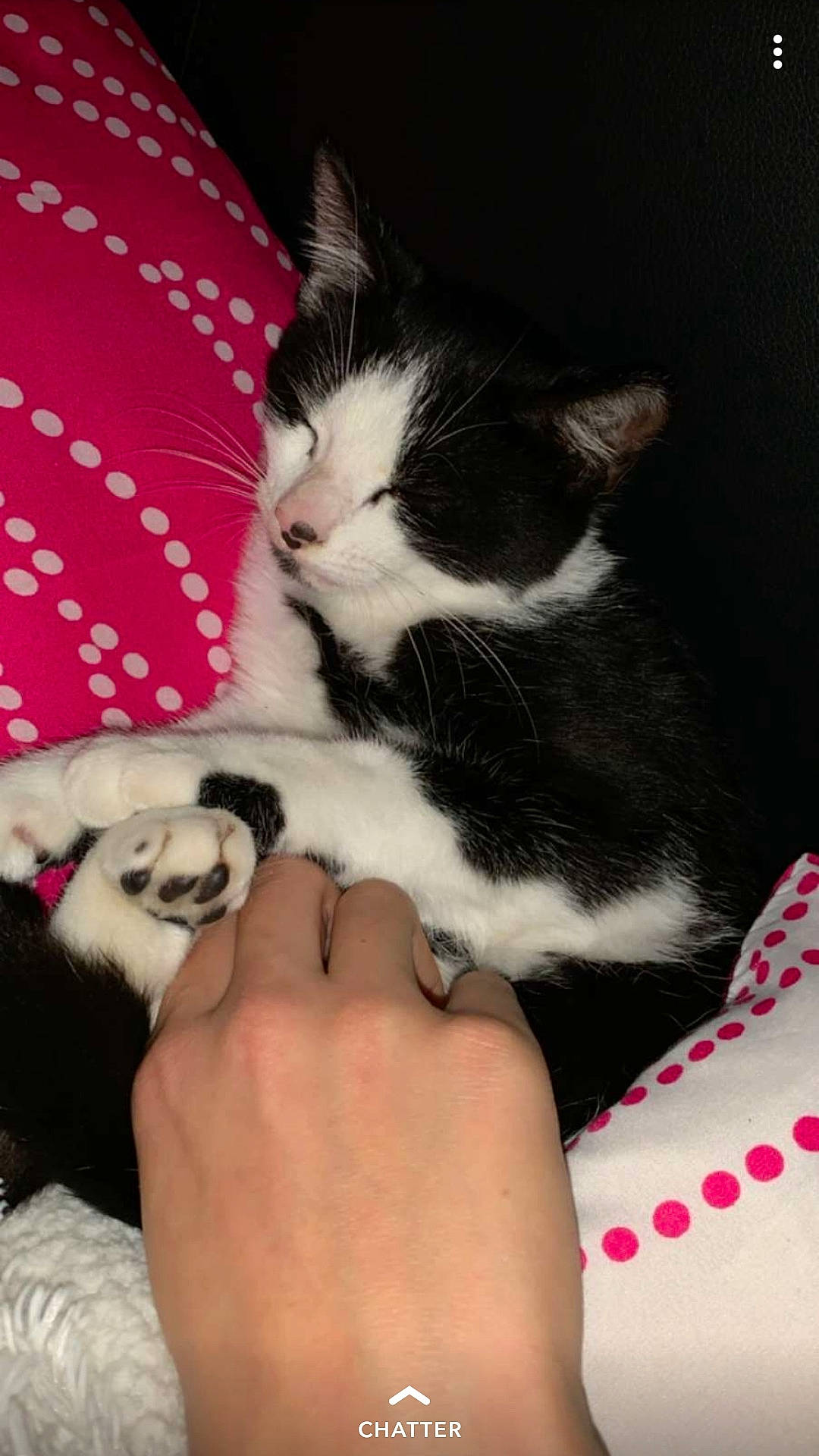 Oréo a rejoint le concours — aidez-le/la à gagner de superbes lots ! american_wirehair, asian, carnivore, cat, domestic_short_haired_cat, european_shorthair, felidae, fur, kitten, mammal, norwegian_forest_cat, paw, polydactyl_cat, small_to_medium_sized_cats, whiskers