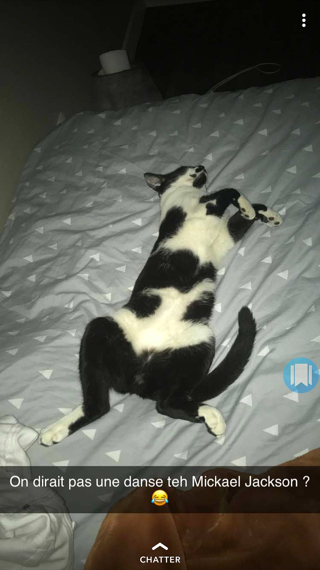 Oréo a rejoint le concours — aidez-le/la à gagner de superbes lots ! canidae, carnivore, cat, photo_caption, tail, wildlife