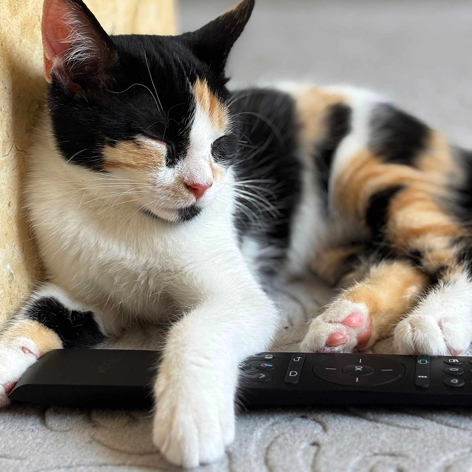 Mizzy participe au concours pour gagner de l'argent avec cette photo : animal, calico_cat, cat, closeup, cozy, cute, domestic_cat, floor, fur, indoor, paw, pet, pink_nose, portrait, relaxed, remote_control, resting, sleeping, soft, whiskers