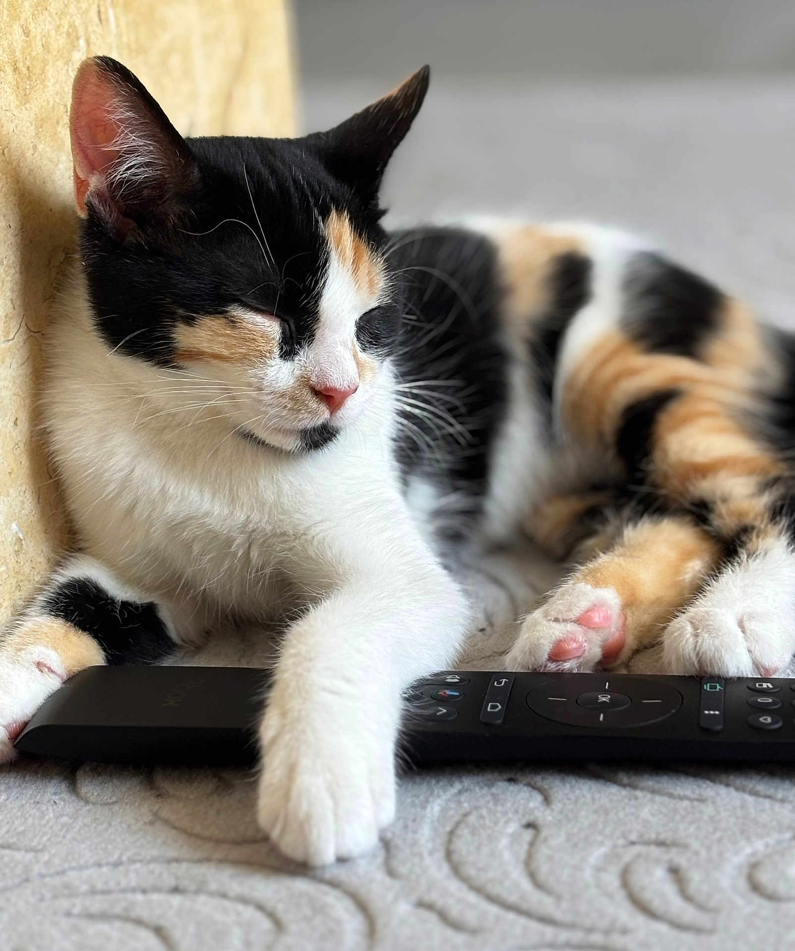 Mizzy participe au concours pour gagner de l'argent avec cette photo : cat, calico_cat, sleeping, paw, remote_control, indoor, fur, pet, cute, relaxed, closeup, animal, whiskers, pink_nose, soft, domestic_cat, resting, cozy, floor, portrait