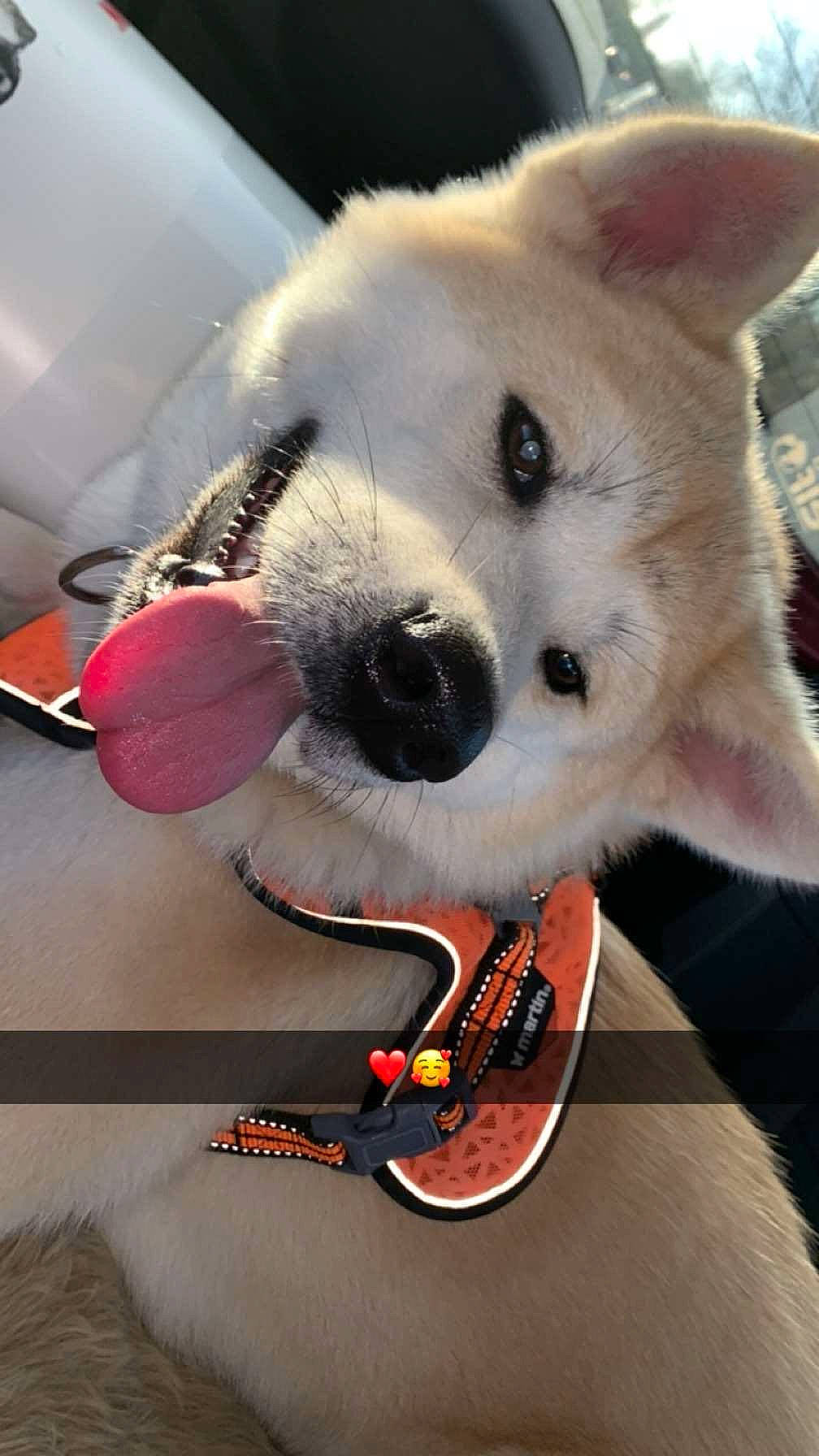 Tokyo a rejoint le concours — aidez-le/la à gagner de superbes lots ! canidae, carnivore, collar, companion_dog, dog, dog_breed, dog_collar, dog_supply, fashion_accessory, fawn, flooring, fur, paw, selfie, snout, spitz, sporting_group, stuffed_toy, toy, whiskers