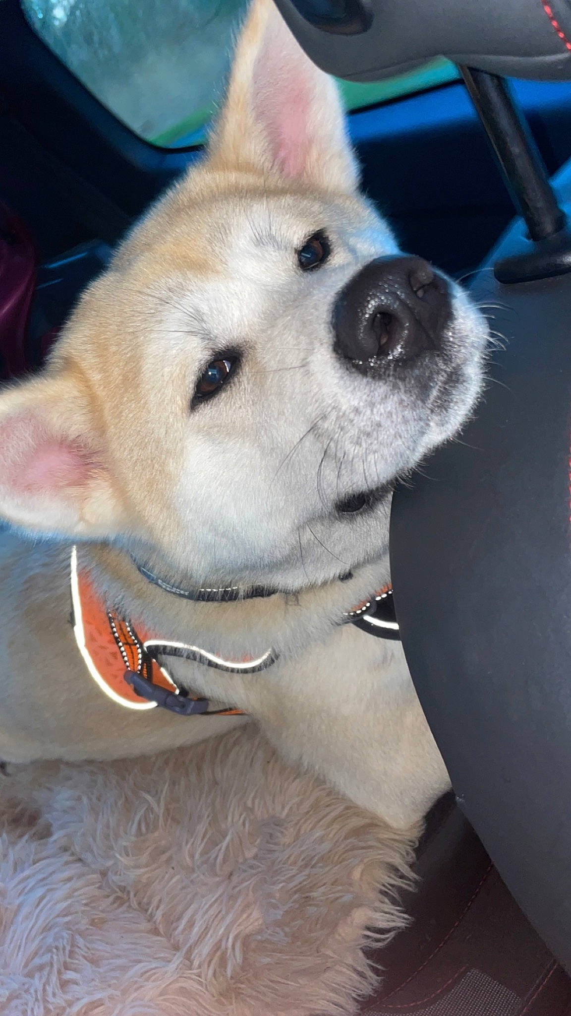 Tokyo participe au concours pour gagner de l'argent avec cette photo : ancient_dog_breeds, canidae, canis, carnivore, collar, companion_dog, dog, dog_breed, dog_collar, dog_supply, eyelash, fawn, fur, german_spitz_mittel, snout, spitz, sporting_group, terrestrial_animal, whiskers, working_animal