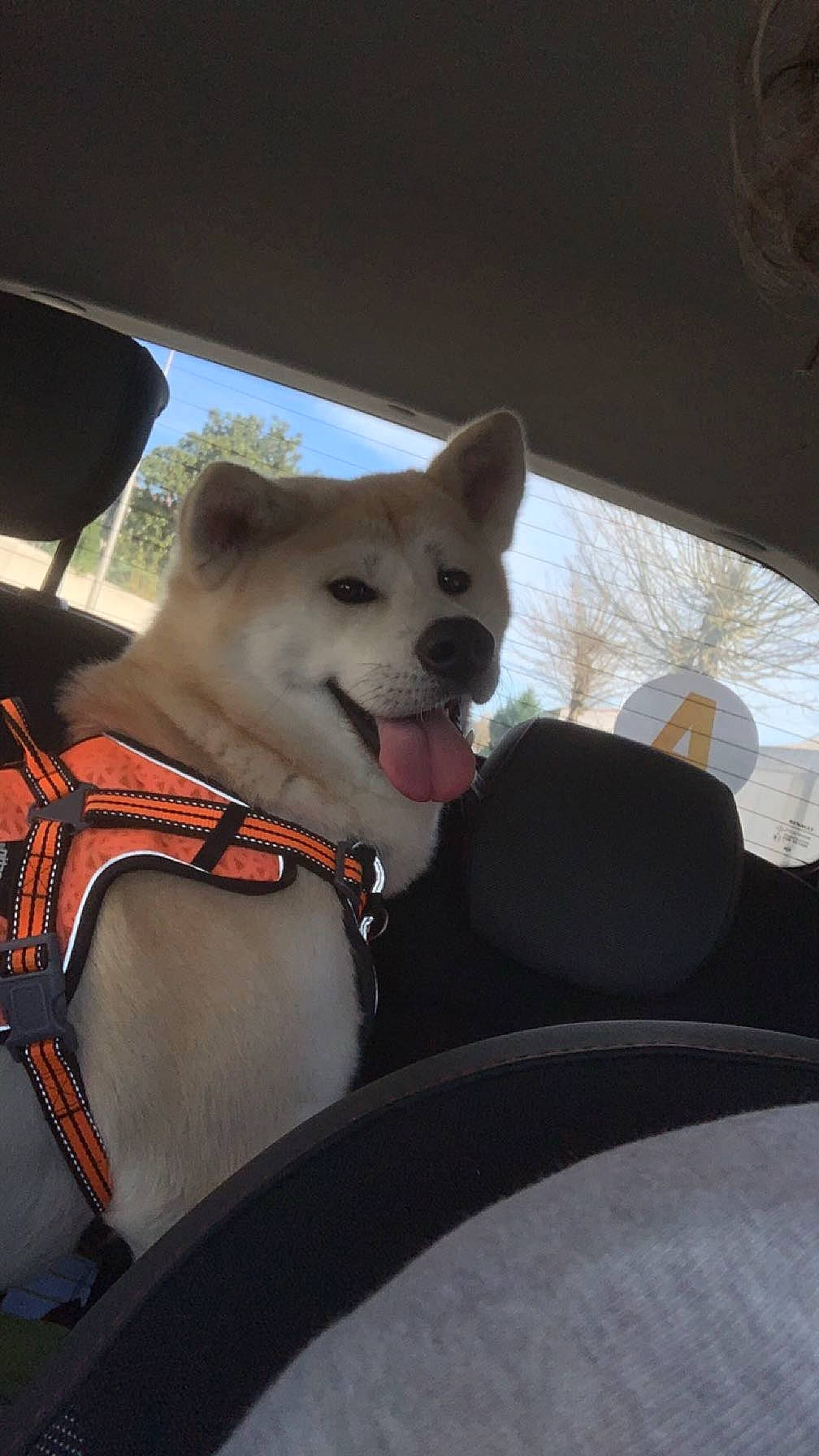 Tokyo a rejoint le concours — aidez-le/la à gagner de superbes lots ! auto_part, automotive_design, automotive_exterior, canidae, carnivore, collar, companion_dog, dog, dog_breed, fawn, sky, snout, sporting_group, tail, tints_and_shades, vehicle, window, windscreen_wiper, windshield, working_animal