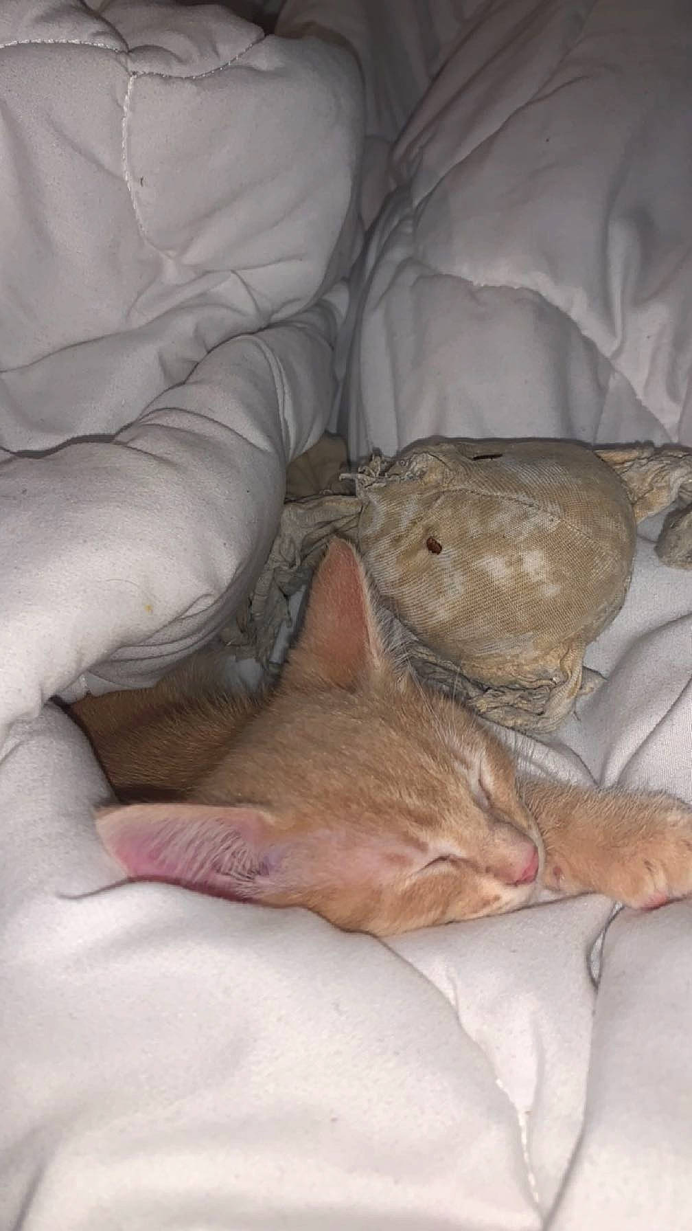 Mimine a rejoint le concours — aidez-le/la à gagner de superbes lots ! bedding, canidae, carnivore, cat, comfort, dog_breed, domestic_short_haired_cat, duvet, fawn, felidae, fur, human_leg, linens, nap, paw, small_to_medium_sized_cats, snout, sporting_group, tail, whiskers