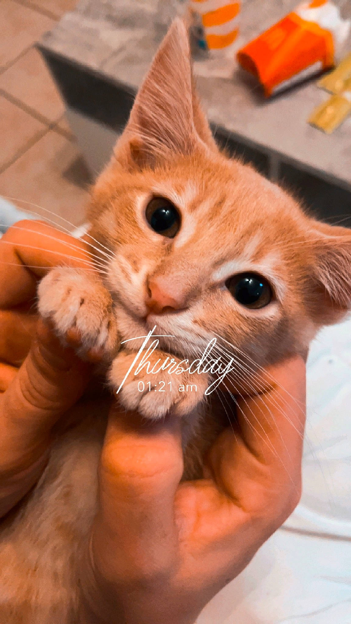 Mimine participe au concours pour gagner de l'argent avec cette photo : carnivore, cat, claw, close_up, domestic_short_haired_cat, eyelash, fang, fawn, felidae, finger, flowerpot, fur, gesture, hand, nail, small_to_medium_sized_cats, snout, thumb, whiskers