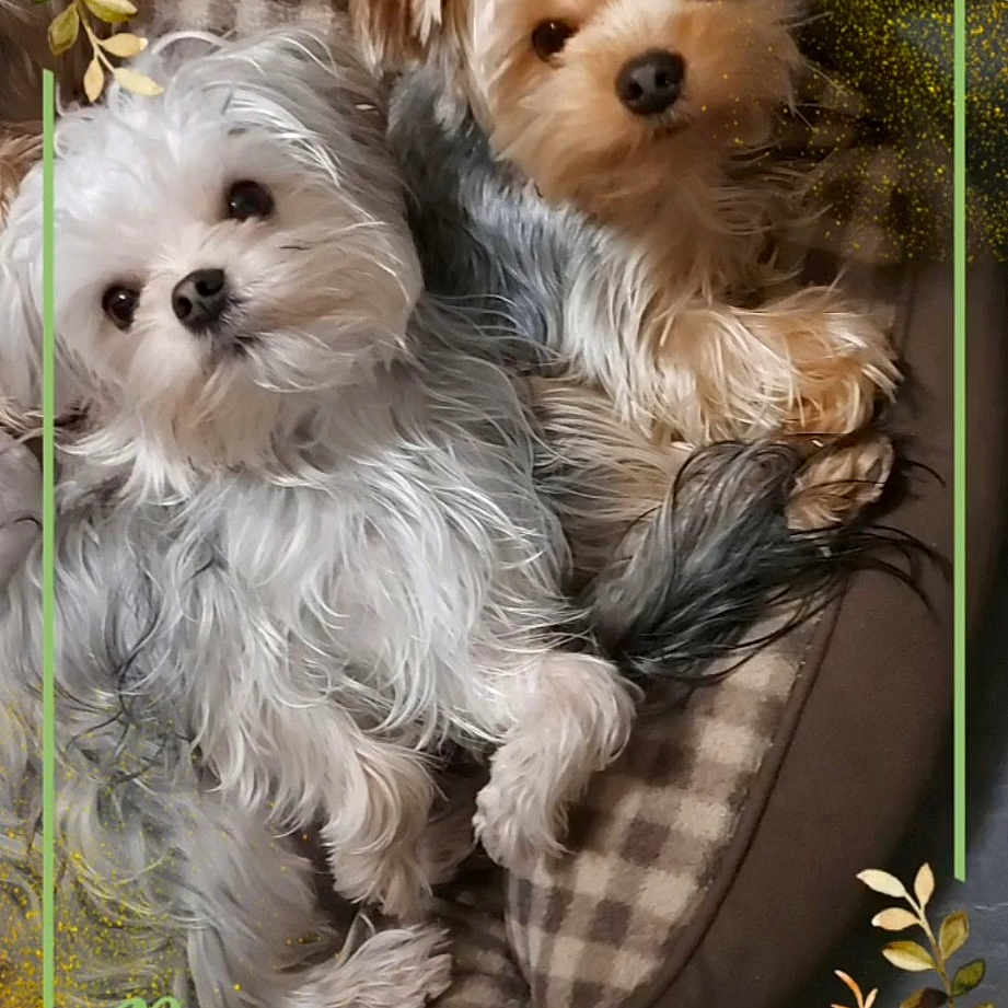 Ulysse Et Gus