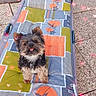 dog, small_dog, outdoor, lounge_chair, patterned_cushion, tongue_out, cute, pet, animal, heart_overlay, colorful, fabric, relaxing, summer, garden, paw, fur, ears, happy, adorable