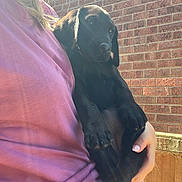 Peggy is registered to the contest to win money with this photo: animal, black_dog, brick_wall, casual_clothing, close_up, cute, daylight, dog, fur, hand, holding, human, outdoor, person, pet, portrait, puppy, shadow, sunlight, young_dog