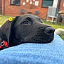 animal, black_dog, blue_jeans, brick_building, calm, chair, close_up, collar, daytime, dog, flower, grass, nature, outdoor, pet, relaxation, resting, window, yard, yellow_flower