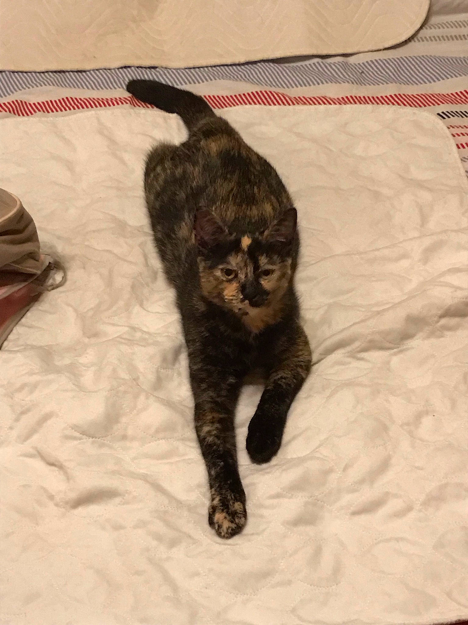 Chelsea a rejoint le concours — aidez-le/la à gagner de superbes lots ! black_cat, blanket, canidae, carnivore, cat, claw, comfort, dog_breed, domestic_short_haired_cat, felidae, flooring, fur, linens, paw, small_to_medium_sized_cats, sporting_group, tail, terrestrial_animal, whiskers, wood