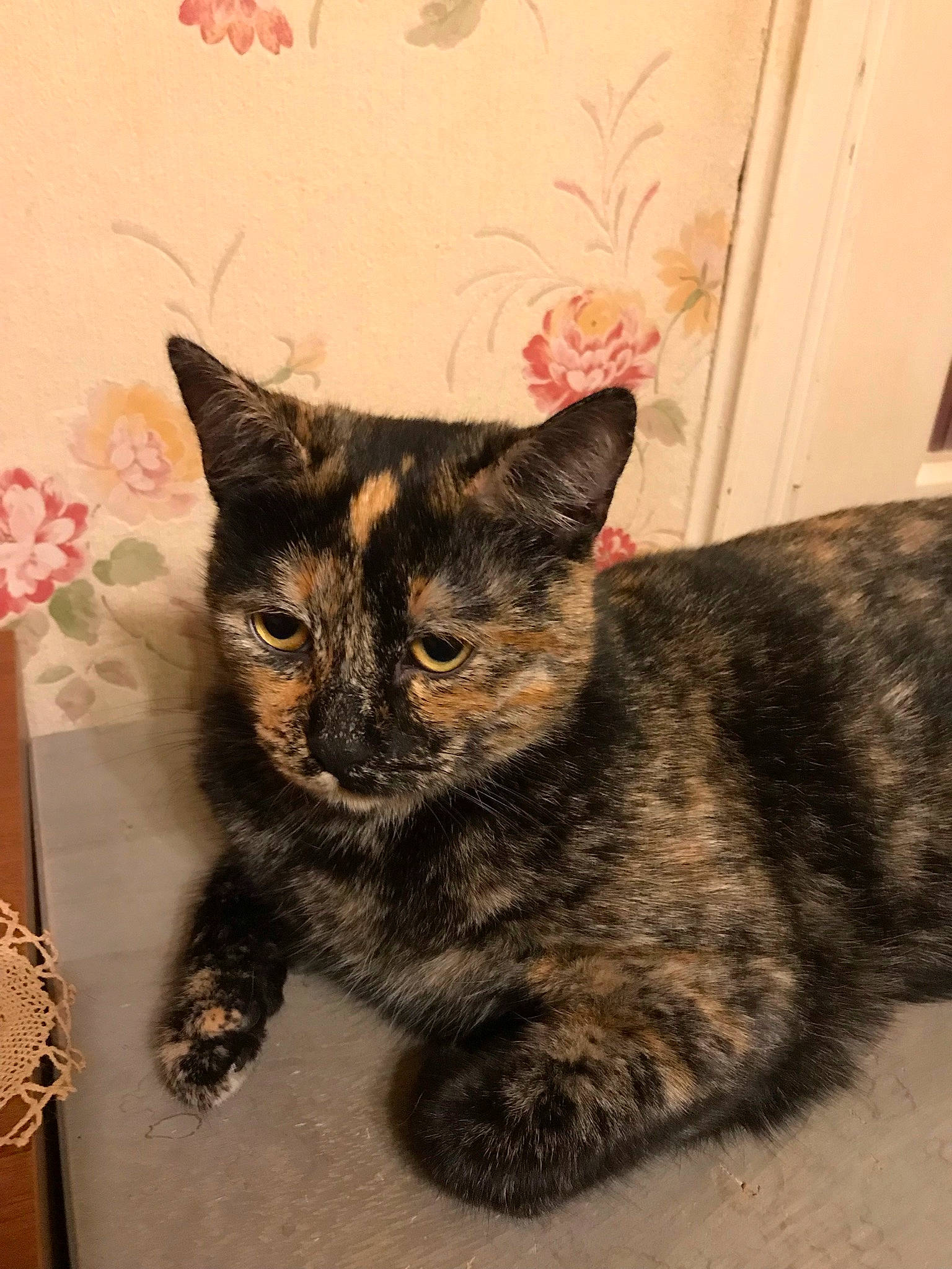 Chelsea participe au concours pour gagner de l'argent avec cette photo : black_cat, carnivore, cat, cat_furniture, claw, domestic_short_haired_cat, eye, felidae, fur, iris, paw, plant, sitting, small_to_medium_sized_cats, snout, tail, terrestrial_animal, whiskers, window