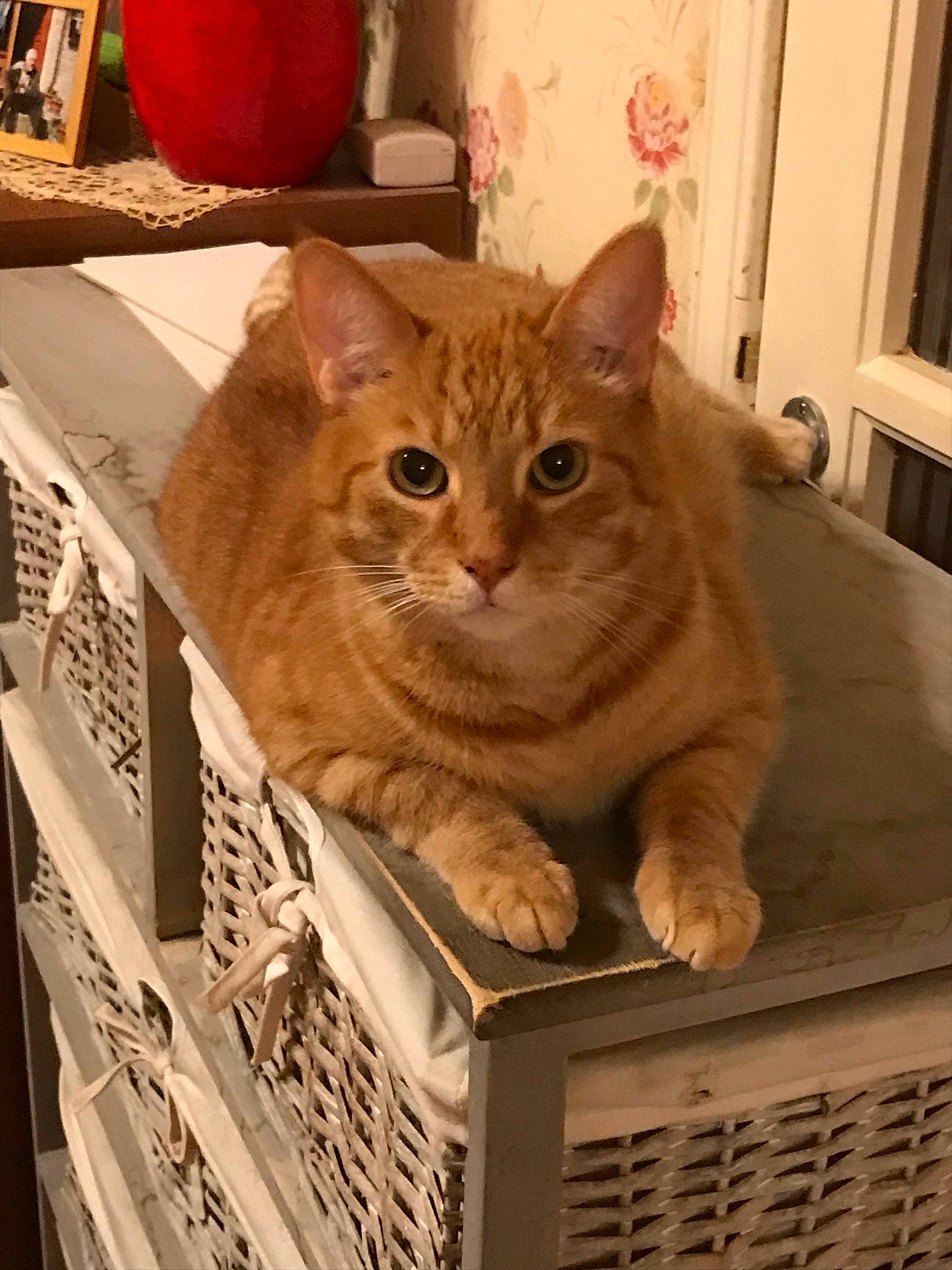 Figaro participe au concours pour gagner de l'argent avec cette photo : animal_shelter, basket, box, cardboard, carnivore, cat, domestic_short_haired_cat, eye, fawn, felidae, fur, head, pet_supply, sitting, small_to_medium_sized_cats, snout, tail, whiskers, wicker, wood