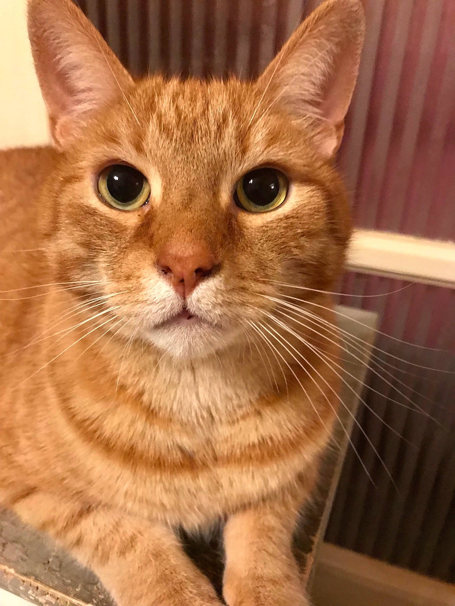 Figaro participe au concours pour gagner de l'argent avec cette photo : carnivore, cat, domestic_short_haired_cat, event, fawn, felidae, fur, paw, small_to_medium_sized_cats, snout, tail, terrestrial_animal, whiskers, window