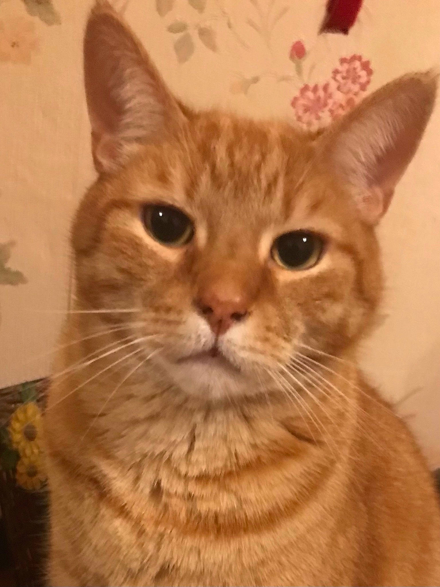 Chelsea Et Figaro participe au concours pour gagner de l'argent avec cette photo : carnivore, cat, domestic_short_haired_cat, ear, fawn, felidae, fur, small_to_medium_sized_cats, snout, tail, terrestrial_animal, whiskers, window