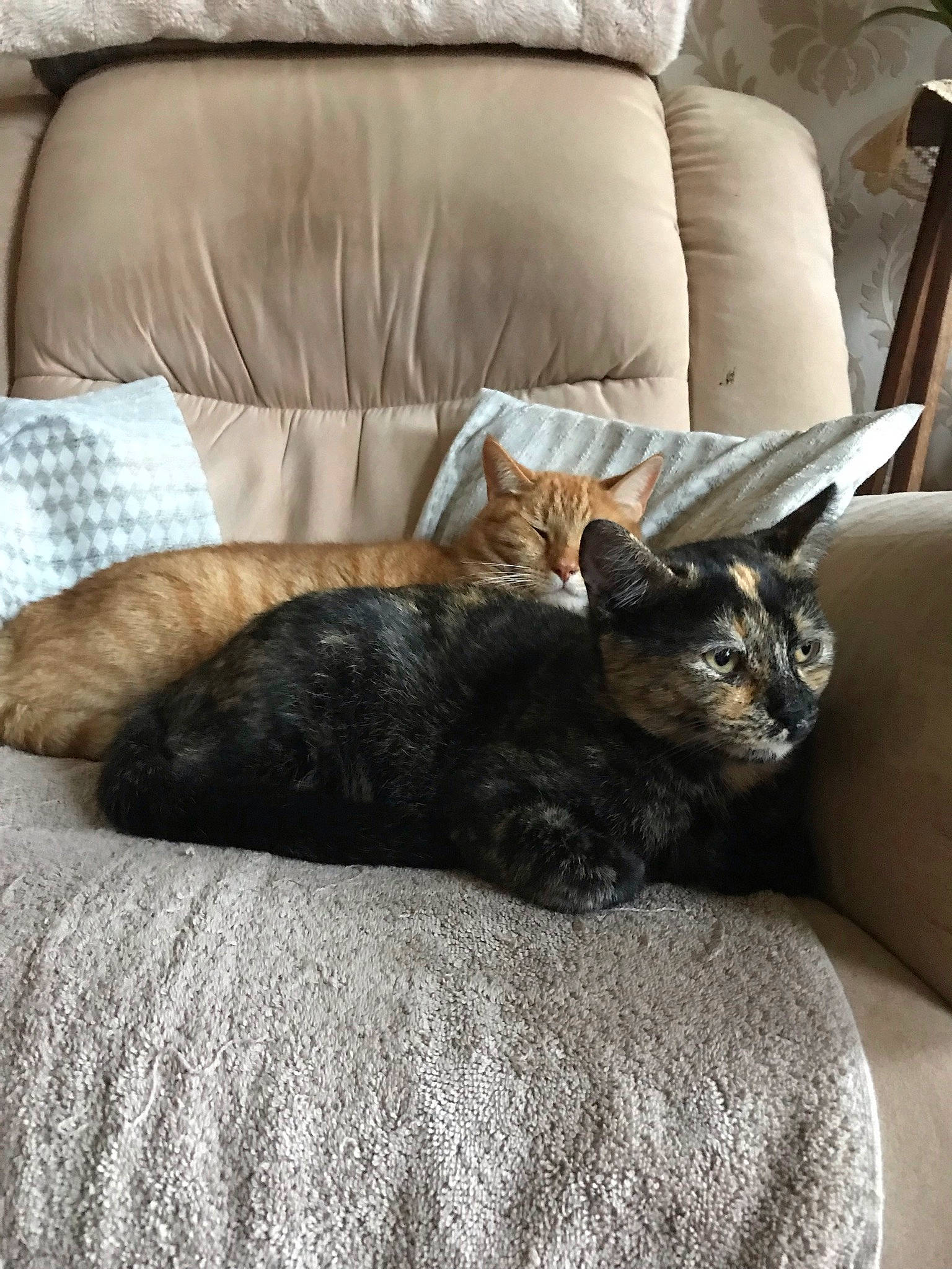 Chelsea Et Figaro participe au concours pour gagner de l'argent avec cette photo : bedding, brown, carnivore, cat, chair, comfort, couch, domestic_short_haired_cat, felidae, fur, furniture, grey, hardwood, linens, living_room, room, sleeper_chair, small_to_medium_sized_cats, whiskers, wood