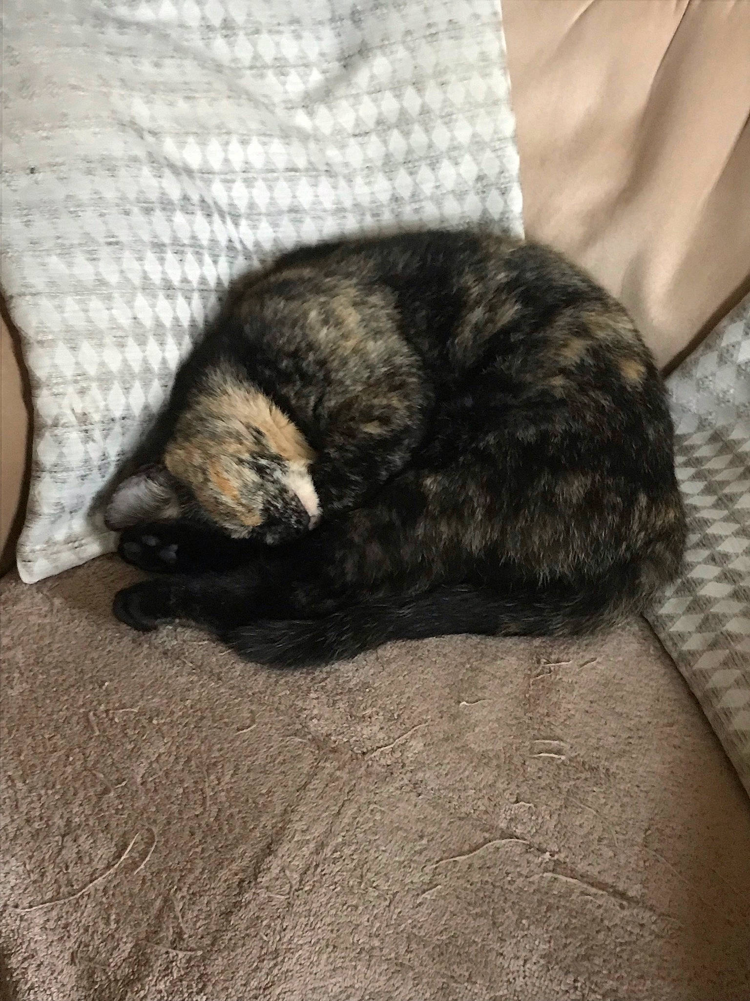 Chelsea Et Figaro a rejoint le concours — aidez-le/la à gagner de superbes lots ! canidae, carnivore, cat, claw, comfort, companion_dog, dog_breed, domestic_short_haired_cat, felidae, fur, grey, linens, nap, paw, small_to_medium_sized_cats, snout, sporting_group, tail, whiskers, wood