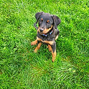 Cerise participe au concours pour gagner de l'argent avec cette photo : puppy, dog, grass, green, outdoor, pet, animal, collar, cute, young, sitting, fur, ears, nature, playful, canine, adorable, looking_up, summer, friendly