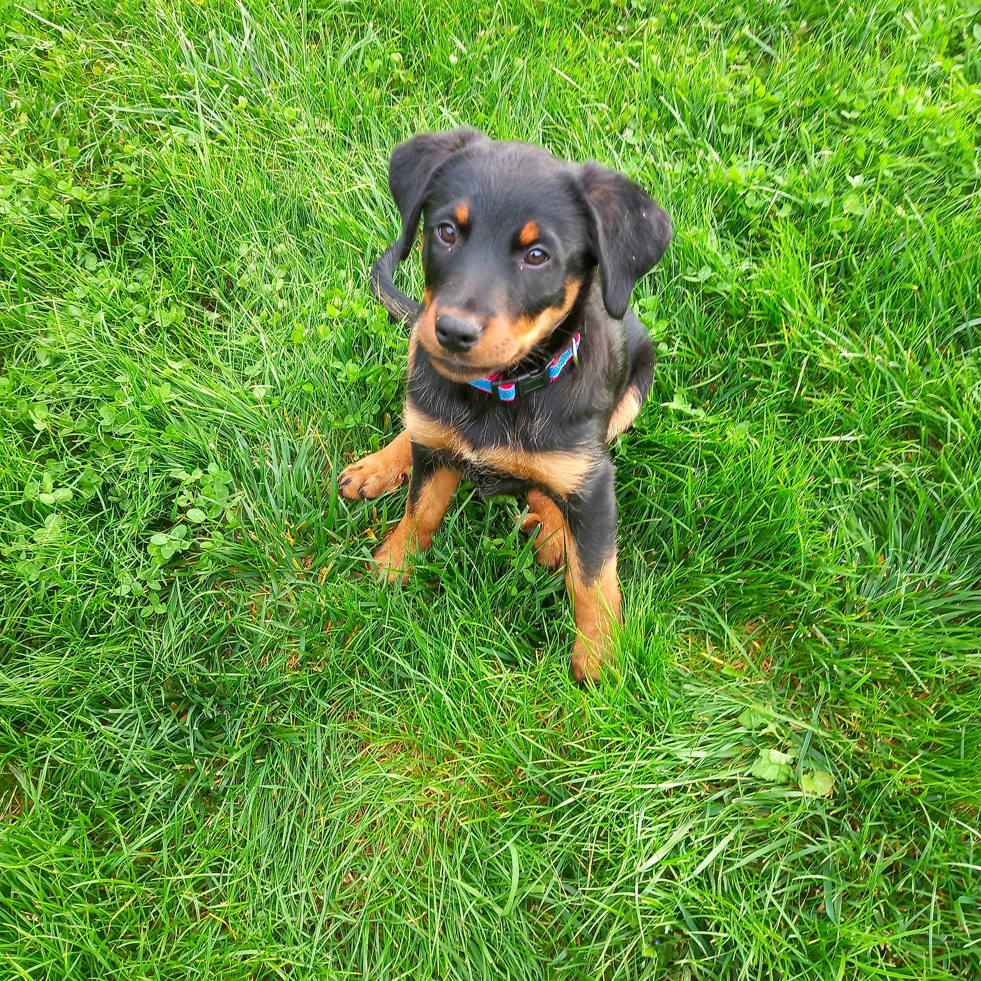 Cerise participe au concours pour gagner de l'argent avec cette photo : puppy, dog, grass, green, outdoor, pet, animal, collar, cute, young, sitting, fur, ears, nature, playful, canine, adorable, looking_up, summer, friendly