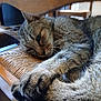 cat, tabby, paw, claw, chair, woven, wood, furniture, indoor, relaxed, resting, animal, pet, fur, closeup, sleepy, whiskers, ears, face, home