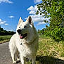 canine, clouds, collar, dog, field, fluffy, grass, greenery, happy, nature, outdoor, path, pet, portrait, samoyed, sky, sunny, tongue, tree, white_dog