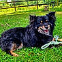 dog, black_fur, tan_fur, grass, toy, rope_toy, outdoor, fence, tree, greenery, happy, pet, animal, laying_down, nature, summer, playful, canine, smiling, park