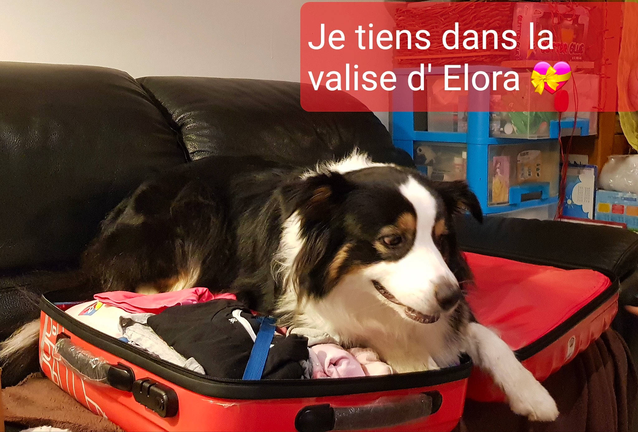 Poésie a rejoint le concours — aidez-le/la à gagner de superbes lots ! bookcase, border_collie, carnivore, chair, comfort, companion_dog, couch, dog, dog_breed, dog_supply, furniture, gun_dog, herding_dog, living_room, pet_supply, recreation, smile, sporting_group, working_animal, working_dog