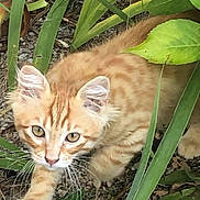 Ricco participe au concours pour gagner de l'argent avec cette photo : kitten, cat, orange_tabby, plant, greenery, outdoor, nature, curious, young_cat, pet, whiskers, fur, animal, leaf, garden, cute, small, mammal, eyes, exploring