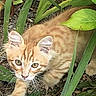 kitten, cat, orange_tabby, plant, greenery, outdoor, nature, curious, young_cat, pet, whiskers, fur, animal, leaf, garden, cute, small, mammal, eyes, exploring