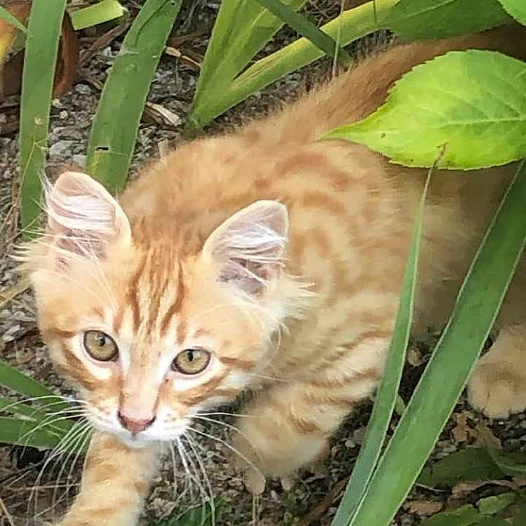 Ricco participe au concours pour gagner de l'argent avec cette photo : kitten, cat, orange_tabby, plant, greenery, outdoor, nature, curious, young_cat, pet, whiskers, fur, animal, leaf, garden, cute, small, mammal, eyes, exploring